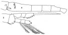 Espce Oithona decipiens - Planche 1 de figures morphologiques