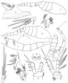 Espce Oithona fonsecae - Planche 1 de figures morphologiques