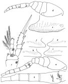Espce Oithona nana - Planche 1 de figures morphologiques