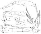 Espce Oithona plumifera - Planche 1 de figures morphologiques