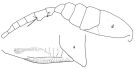 Espce Oithona sp.2 - Planche 1 de figures morphologiques
