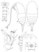 Espce Damkaeria bicornuta - Planche 1 de figures morphologiques