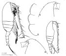 Espce Pseudocalanus elongatus - Planche 1 de figures morphologiques