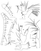 Espce Damkaeria bicornuta - Planche 2 de figures morphologiques