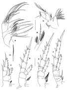 Espce Damkaeria bicornuta - Planche 3 de figures morphologiques
