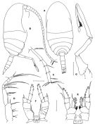 Espce Damkaeria bicornuta - Planche 4 de figures morphologiques