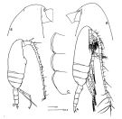 Espce Pseudocalanus minutus - Planche 1 de figures morphologiques