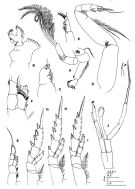 Espce Pterochirella tuerkayi - Planche 3 de figures morphologiques