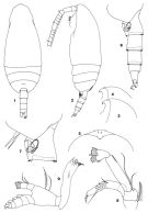 Espce Scaphocalanus pseudobrevirostris - Planche 1 de figures morphologiques