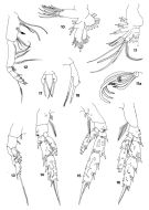 Espce Scaphocalanus pseudobrevirostris - Planche 2 de figures morphologiques