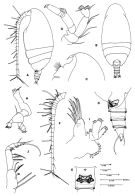 Species Scolecithricella paramarginata - Plate 1 of morphological figures