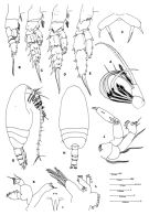 Species Scolecithricella paramarginata - Plate 2 of morphological figures