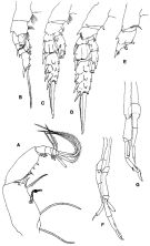 Species Scolecithricella paramarginata - Plate 3 of morphological figures