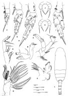 Espce Pseudoamallothrix longispina - Planche 2 de figures morphologiques