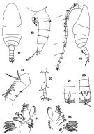 Espce Spinocalanus dispar - Planche 1 de figures morphologiques