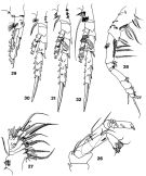 Species Spinocalanus dispar - Plate 2 of morphological figures