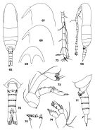 Espce Teneriforma pentatrichodes - Planche 1 de figures morphologiques