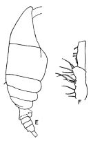 Espce Spinocalanus longicornis - Planche 7 de figures morphologiques