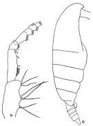 Espce Spinocalanus magnus - Planche 4 de figures morphologiques