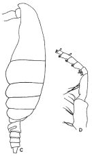 Espce Mimocalanus cultrifer - Planche 3 de figures morphologiques