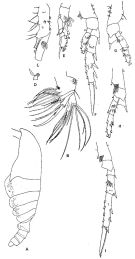 Espce Spinocalanus oligospinosus - Planche 2 de figures morphologiques