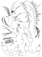 Species Parabradyidius angelikae - Plate 2 of morphological figures