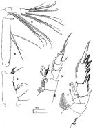 Espce Parabradyidius angelikae - Planche 3 de figures morphologiques