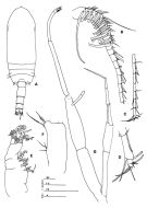 Espce Parabradyidius angelikae - Planche 5 de figures morphologiques