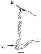 Espce Paracalanus parvus - Planche 2 de figures morphologiques