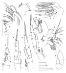 Espce Mospicalanus schielae - Planche 2 de figures morphologiques