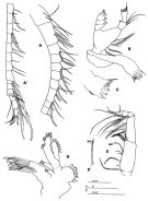 Species Xantharus renatehaassae - Plate 2 of morphological figures