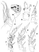 Espce Brachycalanus antarcticus - Planche 3 de figures morphologiques
