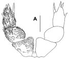 Espce Brachycalanus antarcticus - Planche 4 de figures morphologiques