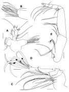 Espce Scolecitrichopsis elenae - Planche 3 de figures morphologiques