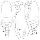 Espce Scolecitrichopsis elenae - Planche 5 de figures morphologiques