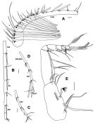 Espce Scolecitrichopsis elenae - Planche 6 de figures morphologiques