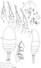 Espce Pertsovius fjordicus - Planche 1 de figures morphologiques