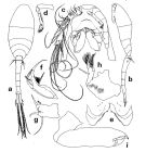 Espce Rhamphochela forcipula - Planche 1 de figures morphologiques