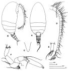 Espce Frigocalanus rauscherti - Planche 1 de figures morphologiques