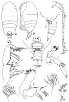 Species Tharybis asymmetrica - Plate 2 of morphological figures