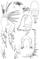 Espce Tharybis asymmetrica - Planche 3 de figures morphologiques