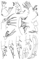 Species Tharybis asymmetrica - Plate 4 of morphological figures