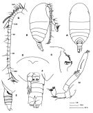 Espce Rythabis atlantica - Planche 1 de figures morphologiques