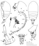 Espce Tharybis angularis - Planche 1 de figures morphologiques