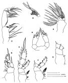 Espce Tharybis groenlandicus - Planche 2 de figures morphologiques