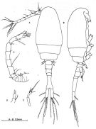 Species Thaumatopsyllus paradoxus - Plate 1 of morphological figures