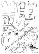 Espce Neoscolecithrix japonica - Planche 2 de figures morphologiques