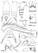 Espce Neoscolecithrix japonica - Planche 1 de figures morphologiques