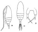 Espce Paracalanus gracilis - Planche 1 de figures morphologiques