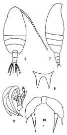Species Scolecithricella longispinosa - Plate 1 of morphological figures
